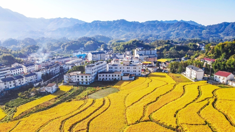 安徽岳西：大地铺金绘秋景 山村丰收入画来