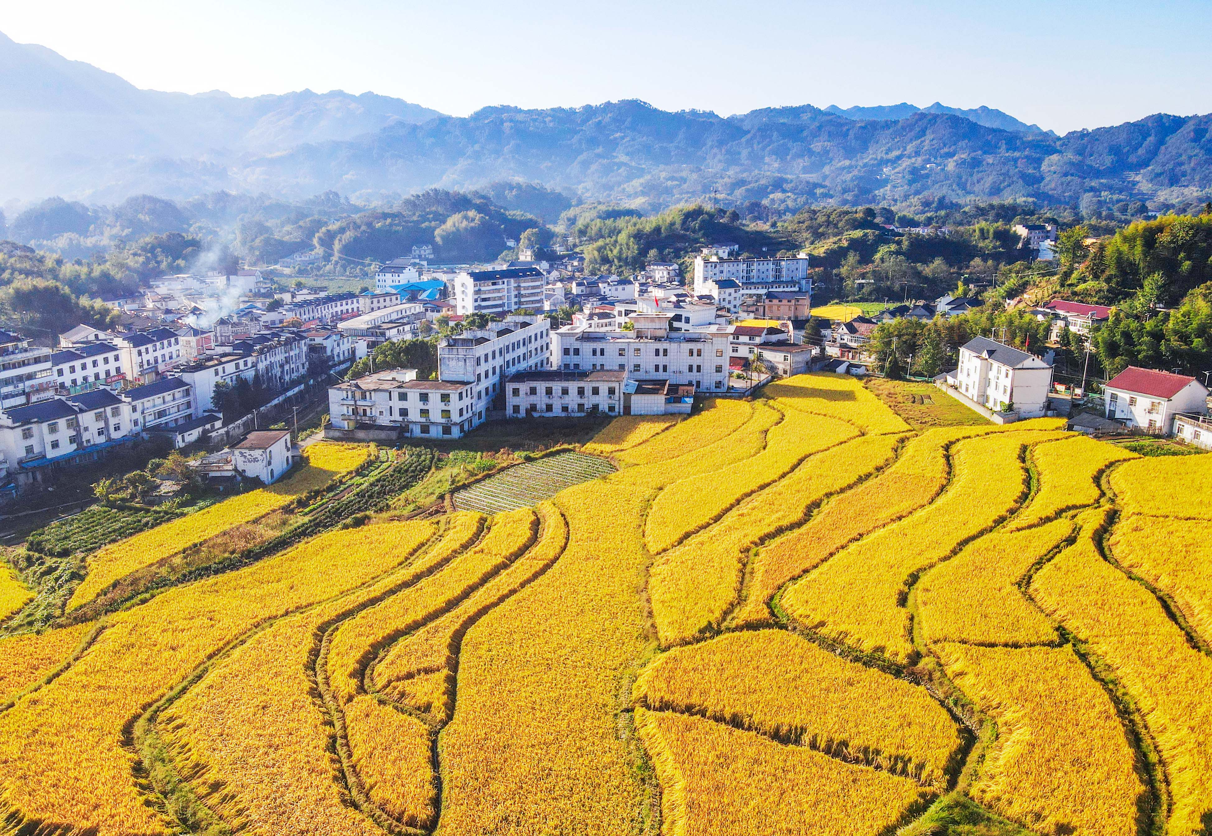 安徽岳西：大地铺金绘秋景 山村丰收入画来