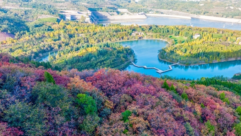 河南洛阳：层林尽染小浪底 黄河秋景入画来