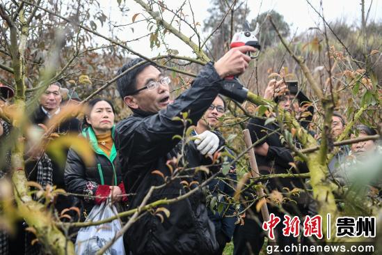 贵州：生态化栽培蜂糖李增收致富