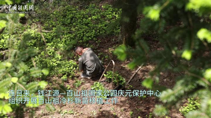 探秘全球濒危植物百山祖冷杉