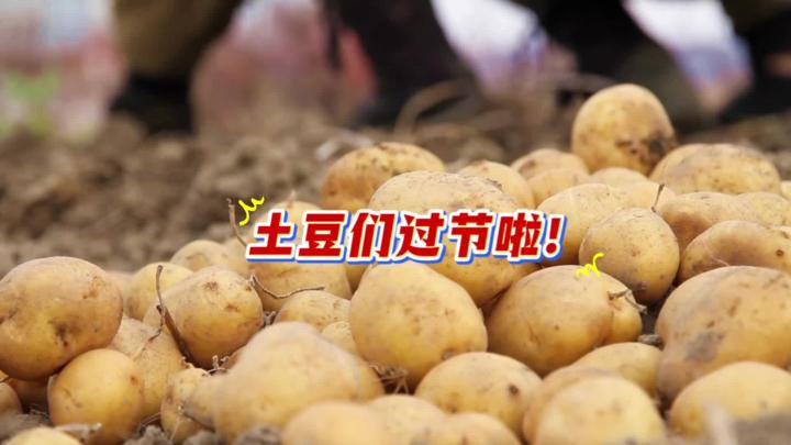 土豆们过节啦！