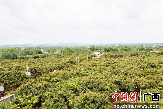 图为龙眼种植基地。平南县融媒体中心供图
