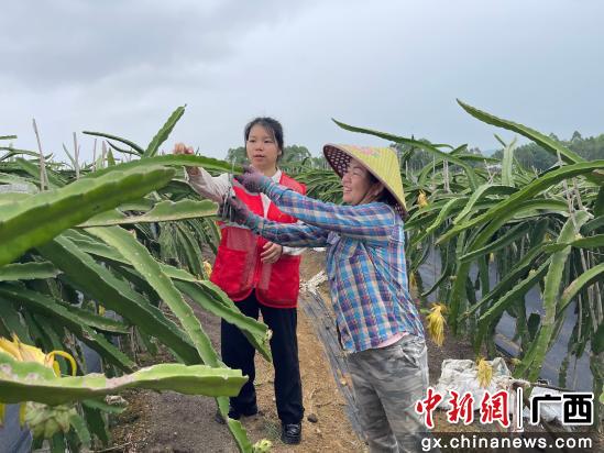 蒙井村第一书记吴春妍在火龙果园拜农民为师。