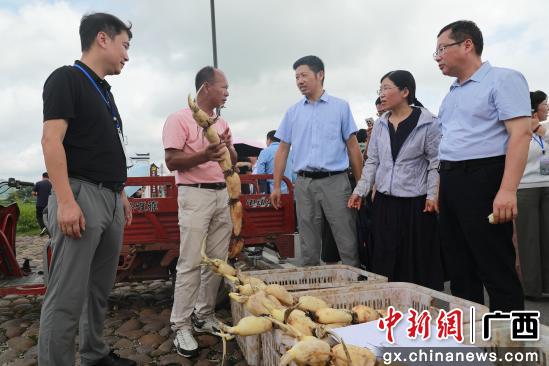 韦善用向来自全国各地的水生蔬菜专技人员展示百朋玉藕。兰德波 摄