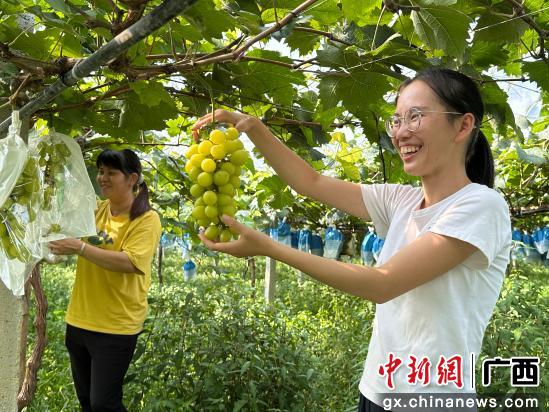 广西兴业“甜蜜产业”奏响乡村经济振兴强音
