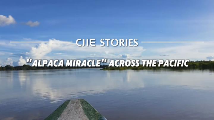 CIIE Stories | 'Alpaca miracle' across the Pacific
