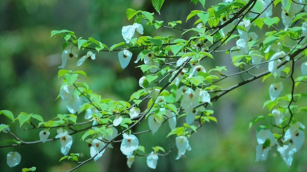 云南水富：珙桐花盛放 满树“白鸽”展翅飞舞