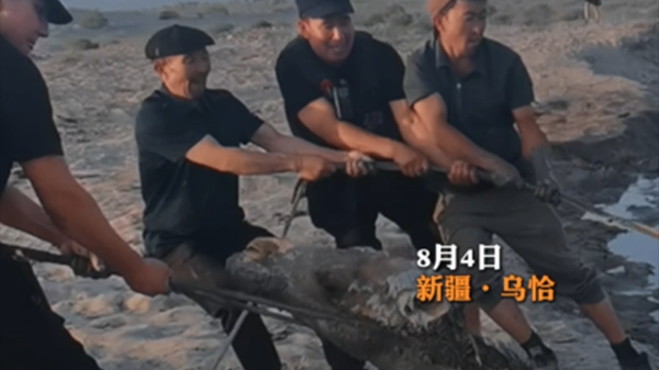 三头骆驼深陷戈壁淤泥，警民合力两小时紧急施救