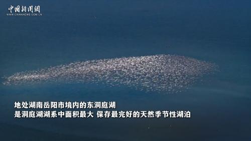 （长江十年行）湖南东洞庭湖湿地繁茂引“万羽”常归